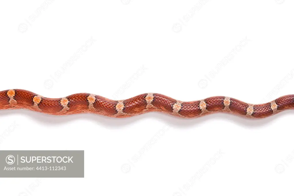 Red Corn Snake 'Blood Red' on white background