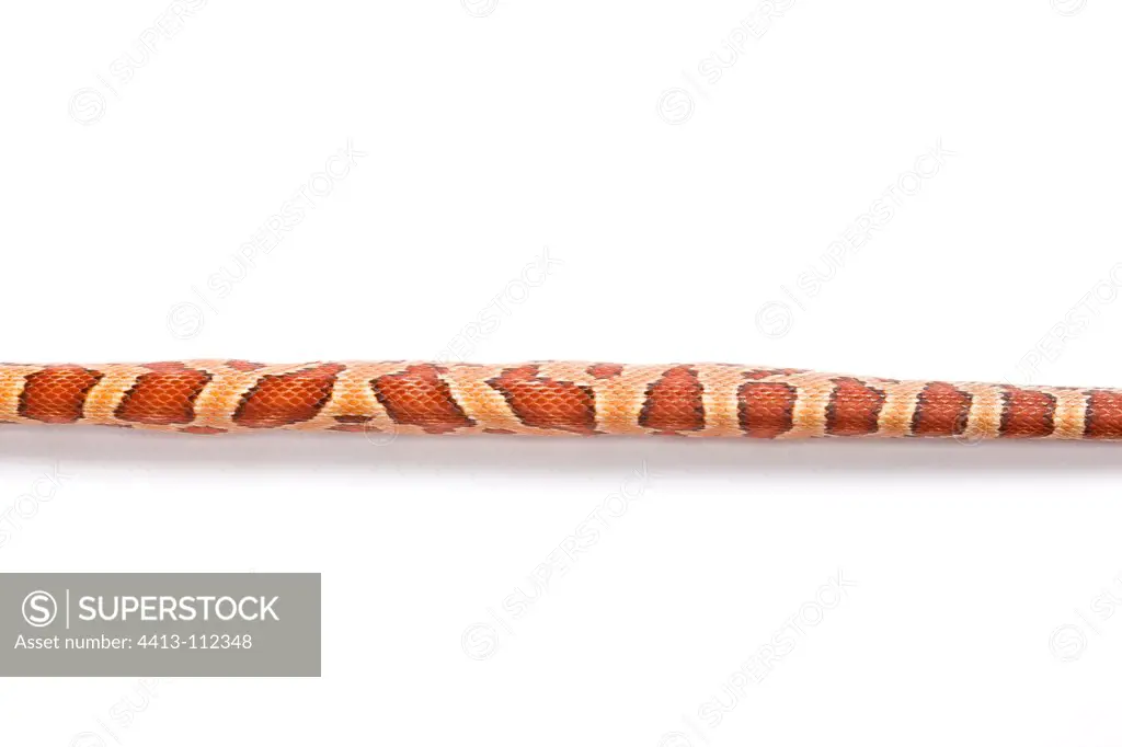 Red Corn Snake 'Charcoal Anerythristiqu' on white background