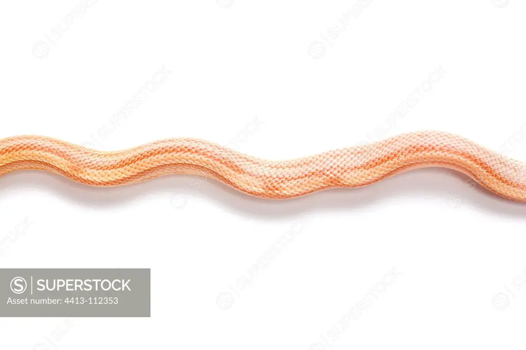 Red Corn Snake 'Butter Striped' on white background