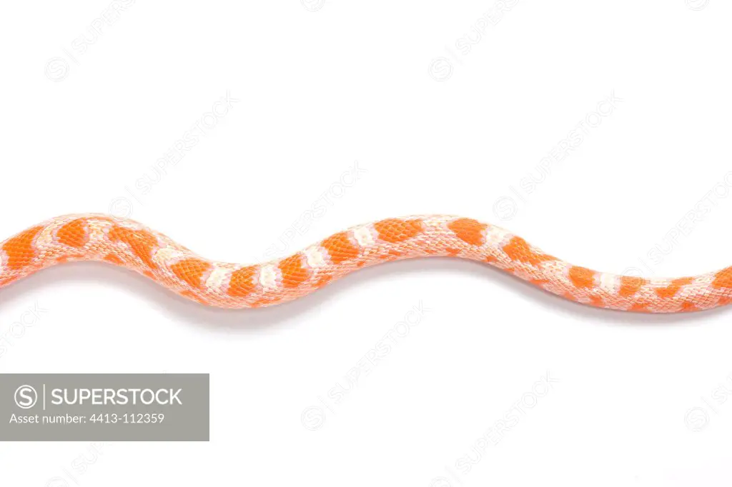 Red Corn Snake 'Creamsicle Okeetee' on white background