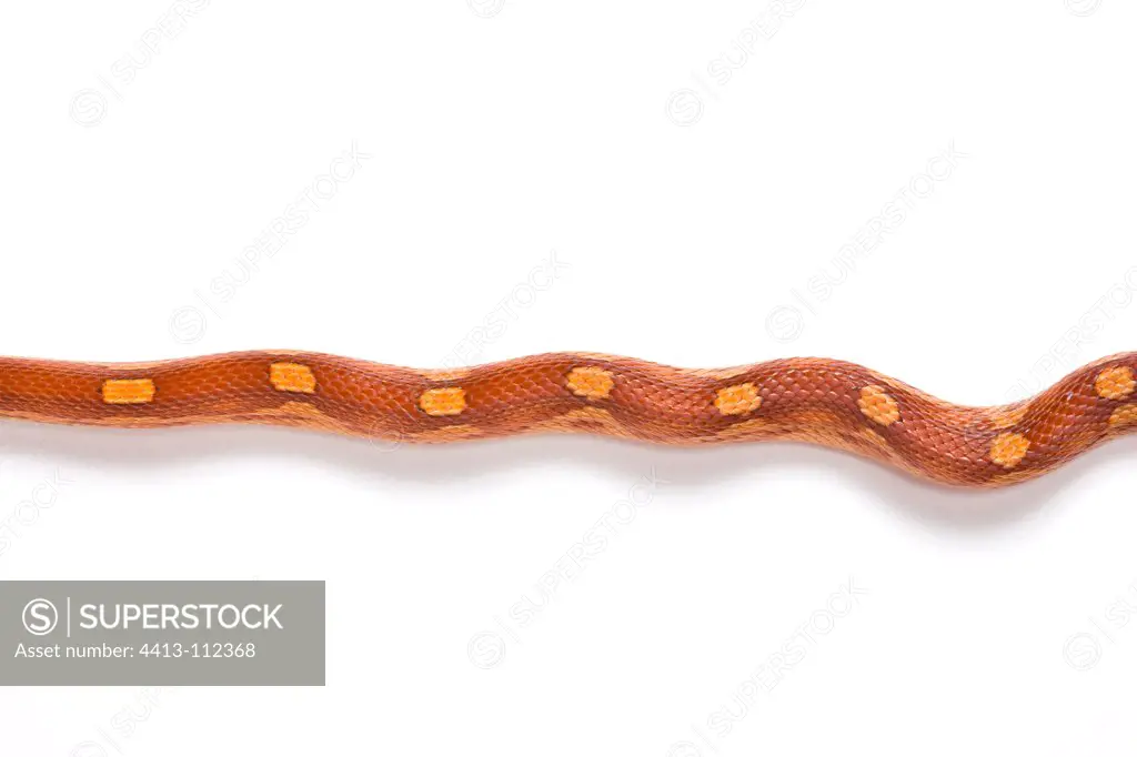 Red Corn Snake 'Motley' on white background