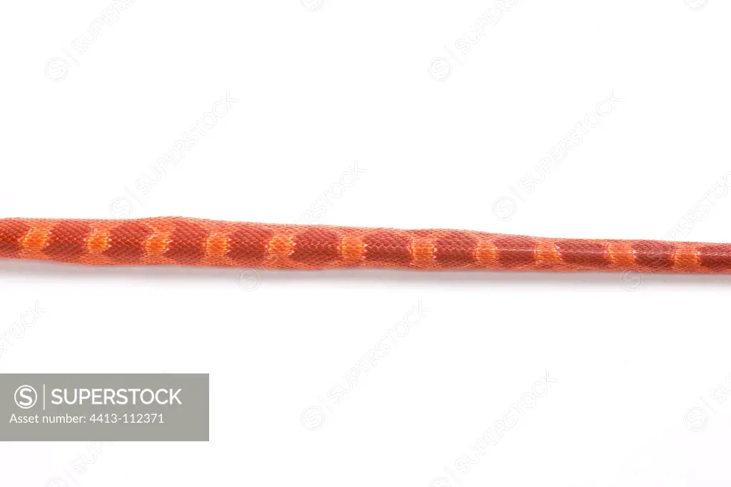 Red Corn Snake 'Albinos Blood Red' on white background