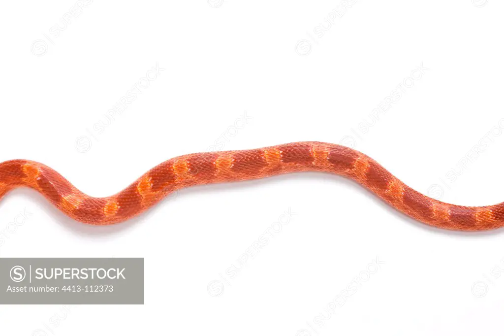 Red Corn Snake 'Albinos Blood Red' on white background