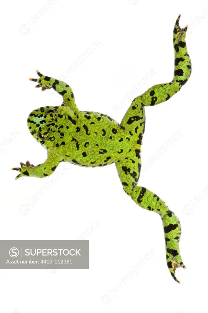 Oriental fire-bellied toad on white background