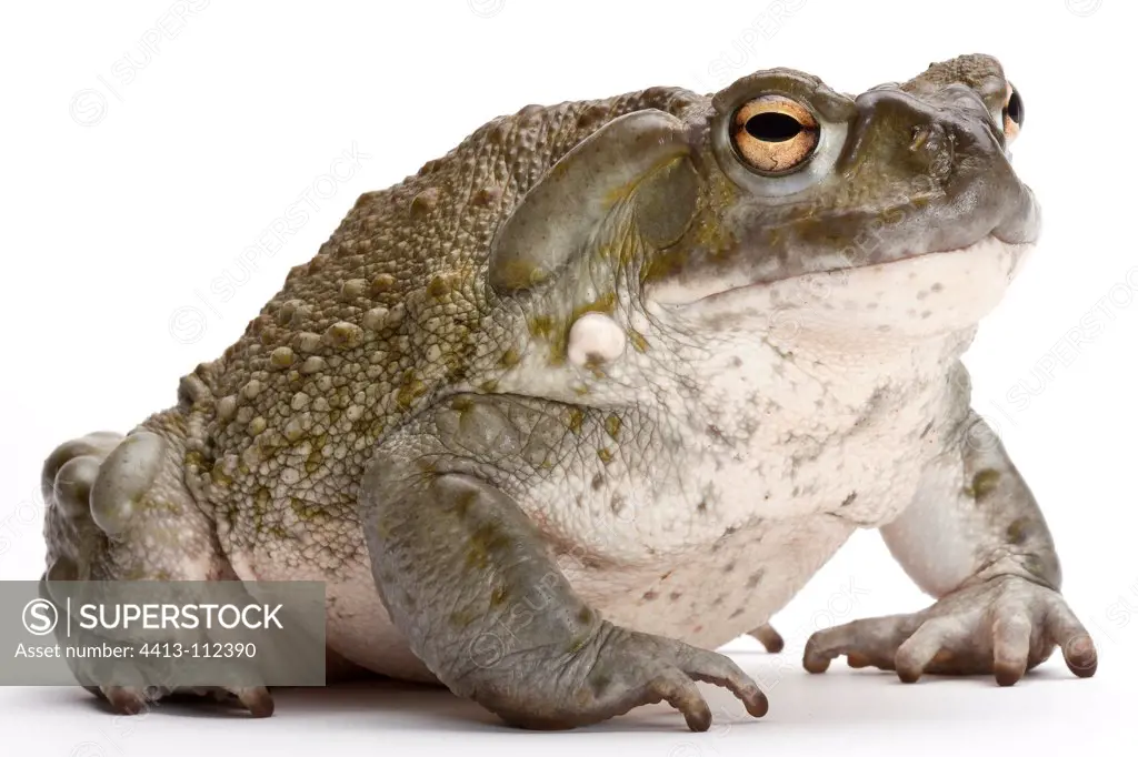 Colorado Toad on white background