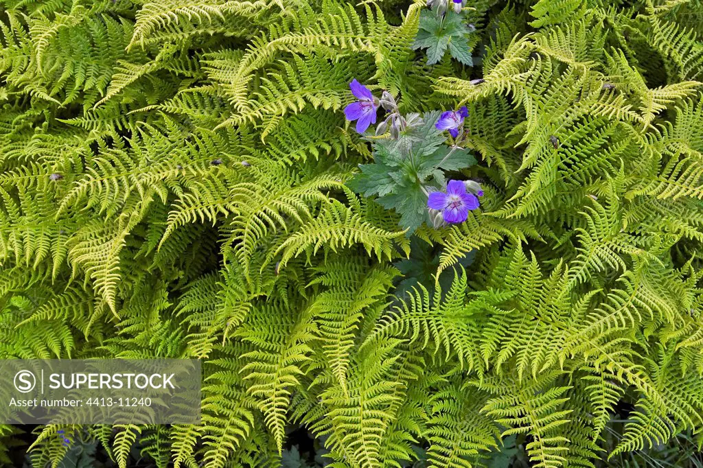 Geranium and Ferns in mountain in summer Norway