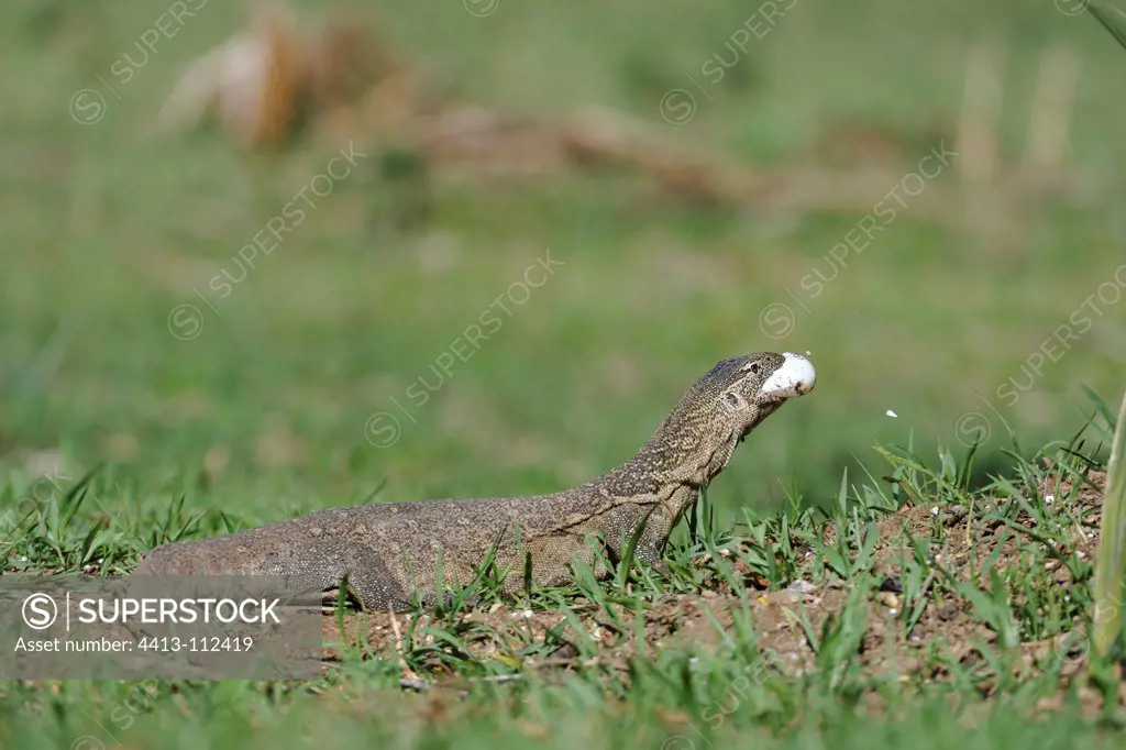 Nile monitor lizard digging eggs Cocodile