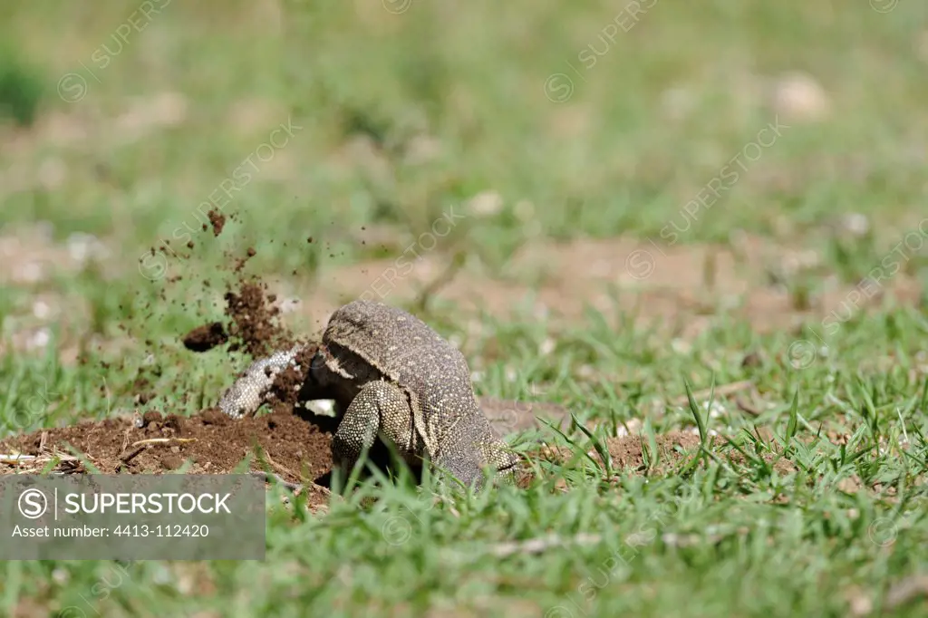 Nile monitor lizard digging eggs Cocodile