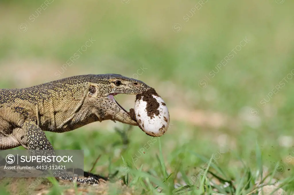 Nile monitor lizard digging eggs Cocodile Kenya