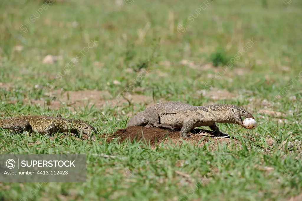 Nile monitor lizards digging eggs Cocodile Kenya