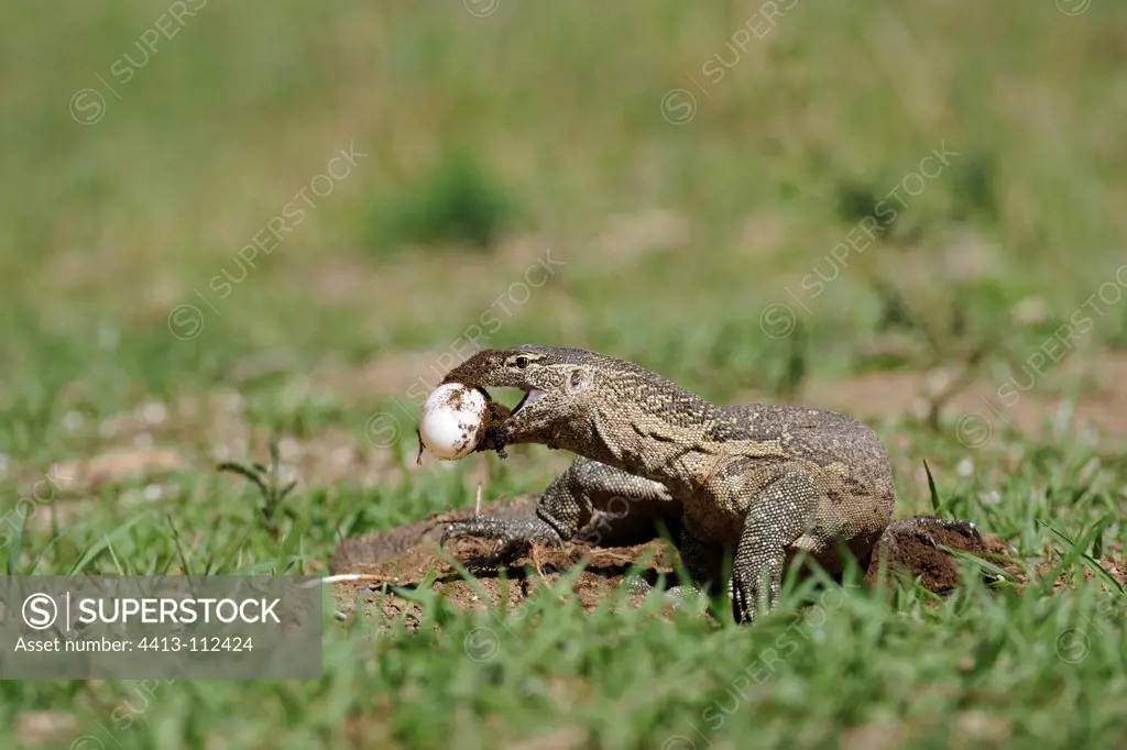 Nile monitor lizard digging eggs Cocodile Kenya