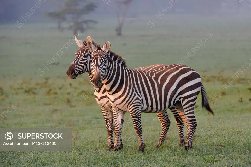Grant's zebras in Kenya savannah