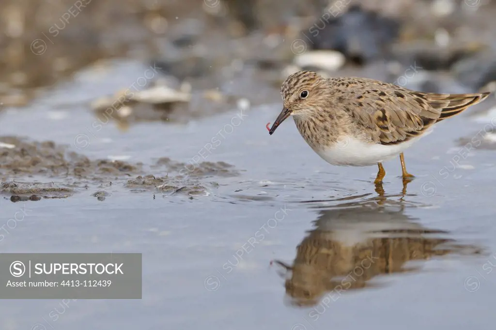 Temminck's Stint in the water in spring