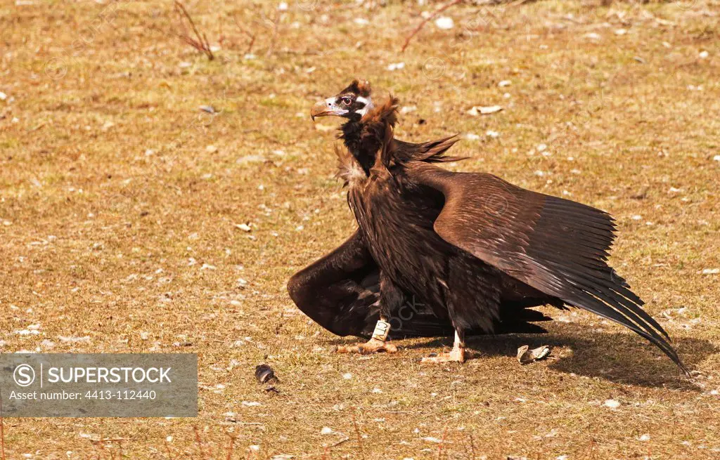 Black vulture displaying on the ground