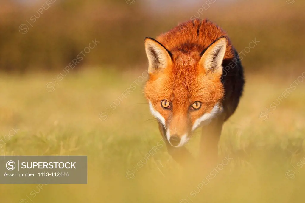 Red fox hunting in a meadow GB