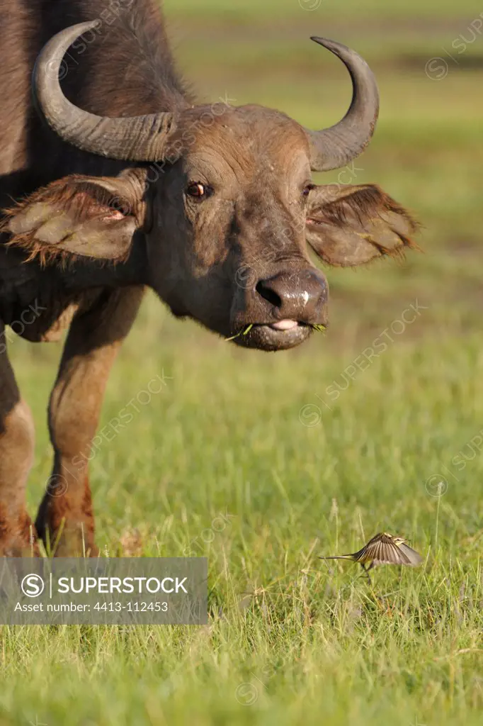 African Buffaloe and Bergeronnette Kenya