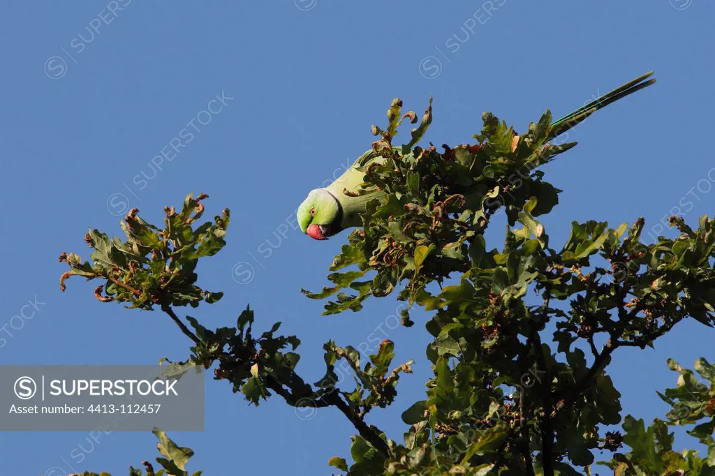 Ring-necked parakeet on an oak Great Britain