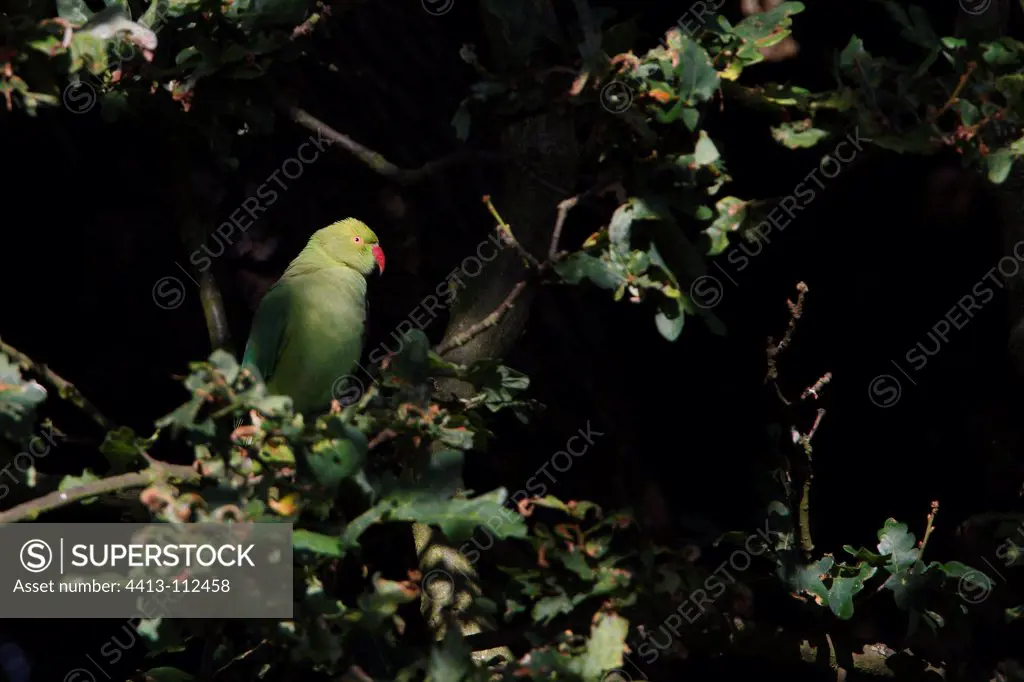 Ring-necked parakeet on an oak Great Britain