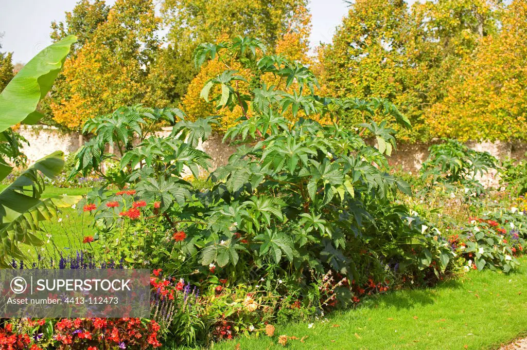 Castorbean in a garden in autumn