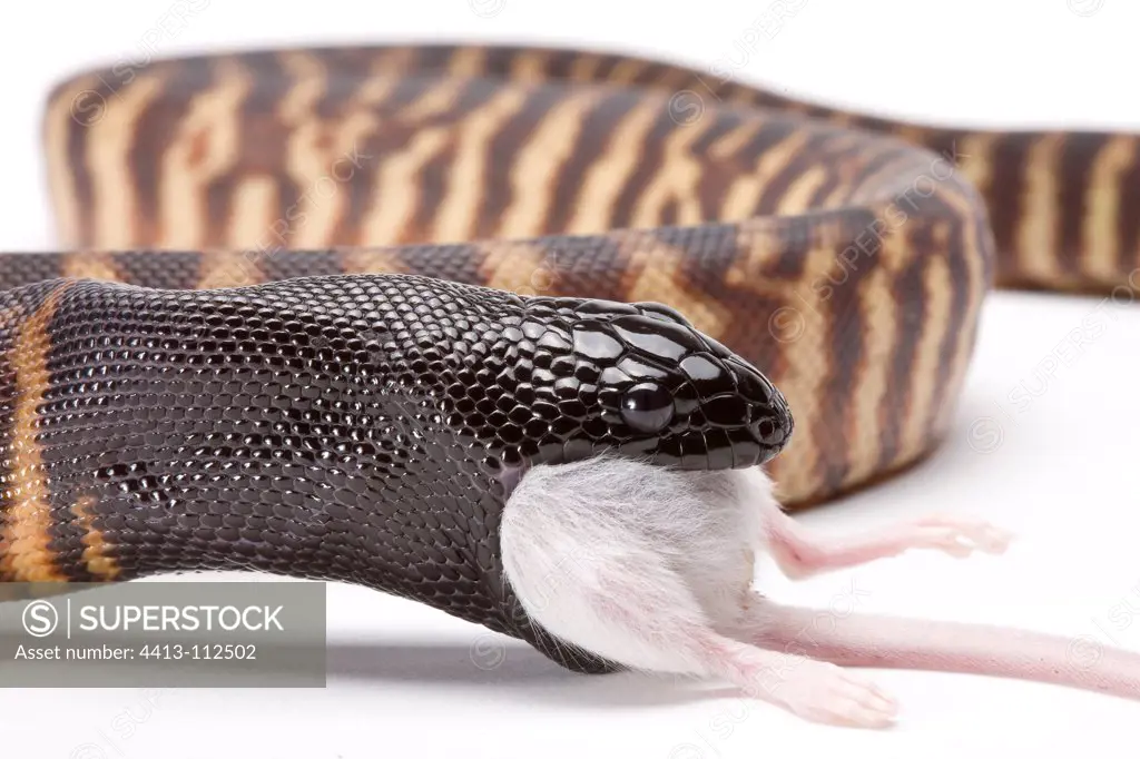 Black-headed Python eating a mouse on white background 3/5