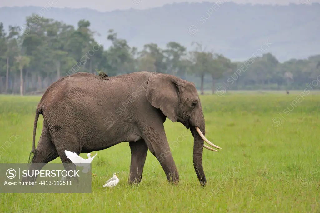 African elephant with cattle egrets in the savannah Kenya
