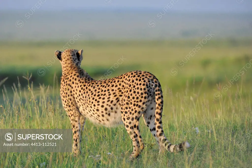 Cheetah in the savannah in Maasai Mara NR Kenya