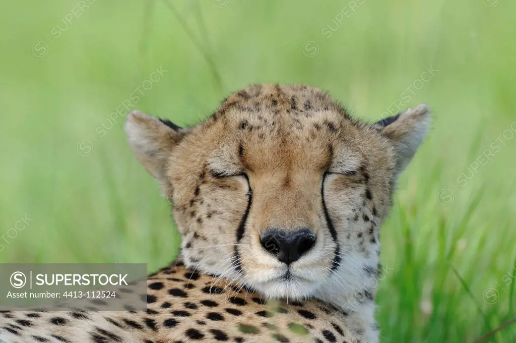 Portrait of a Cheetah lying in the Maasai Mara NR Kenya