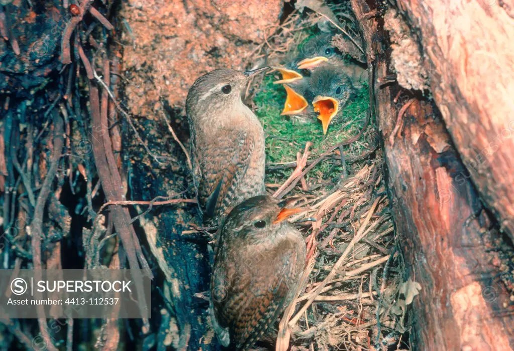 Male and female Winter Wren on nest with young