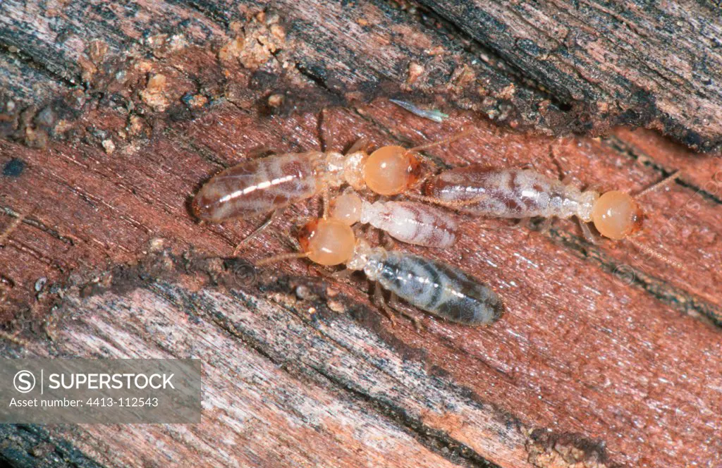 Termites Lucifuge in wood