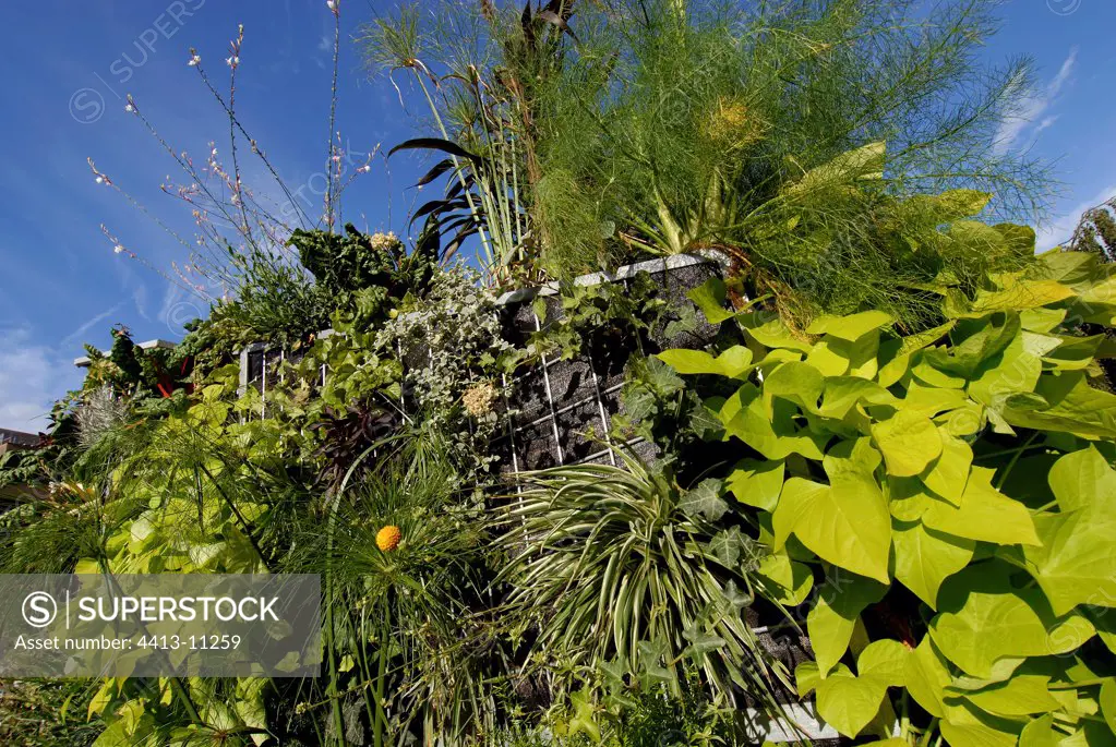Plants on a vegetable wall in Montbeliard France