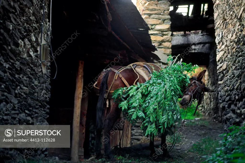 Mule laden ash foliage used as animalSpain