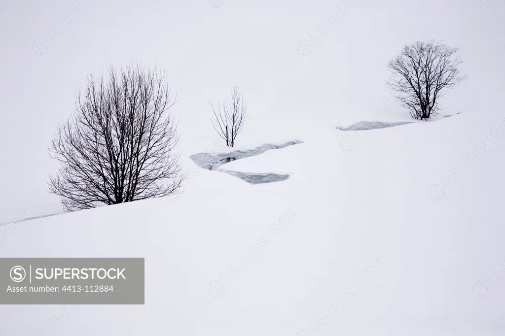 Trees and bend in the snow Vallone Combau VercorsFrance