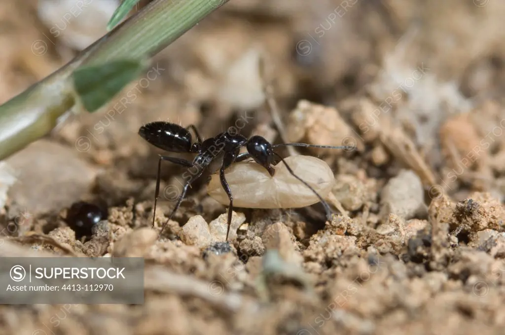 An aggressive mediterranean ant worker Spain