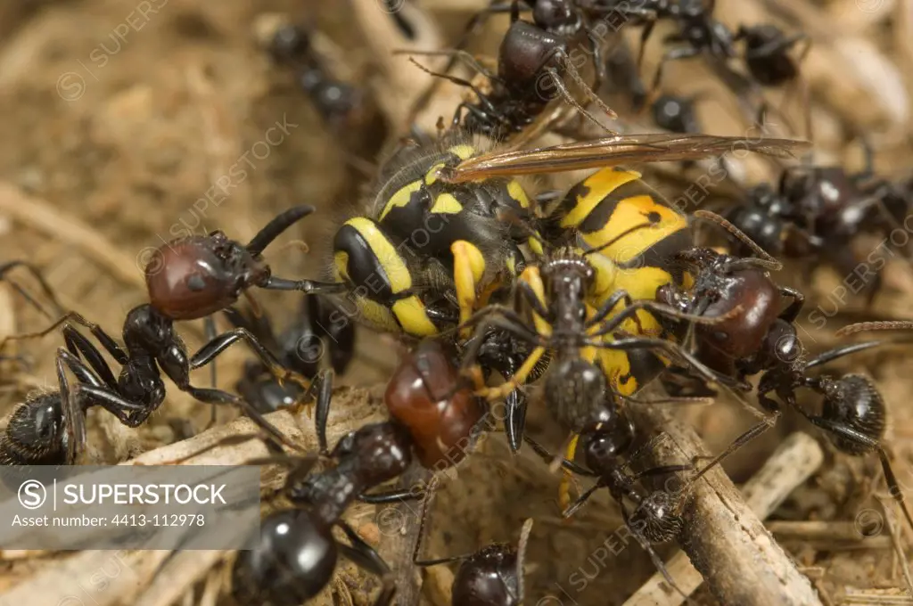 Fight between workers and soldiers and a Polistes wasp Spain