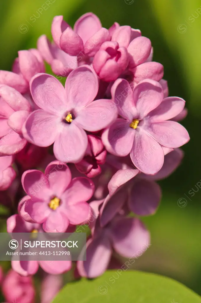 Closeup of Lilac inflorescence Spain