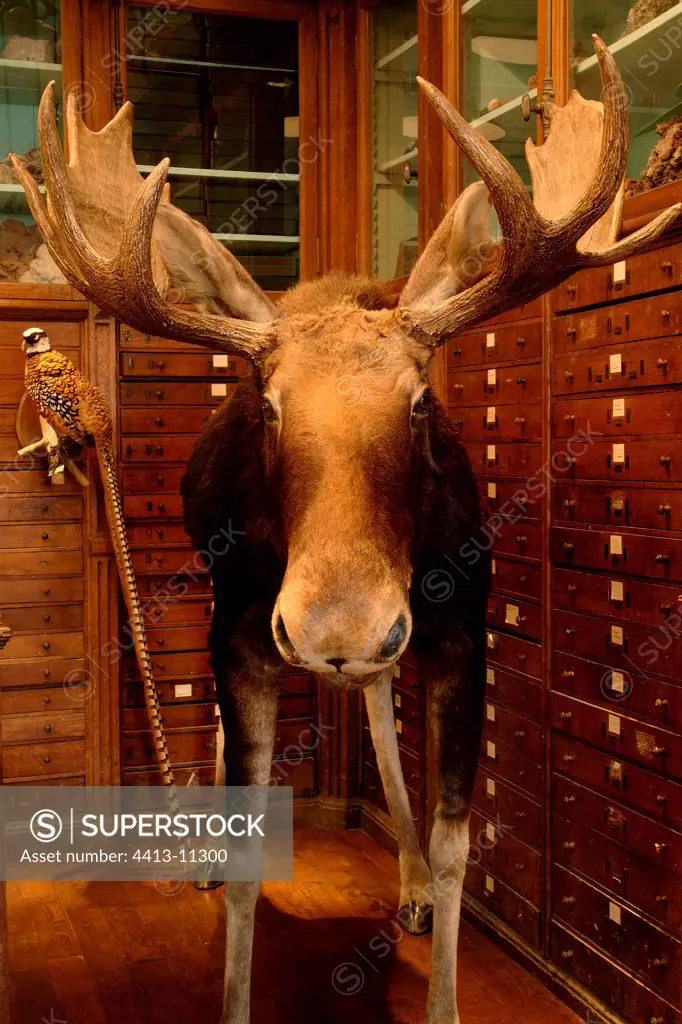 Collections of taxidermy of the shop Deyrolle Paris France