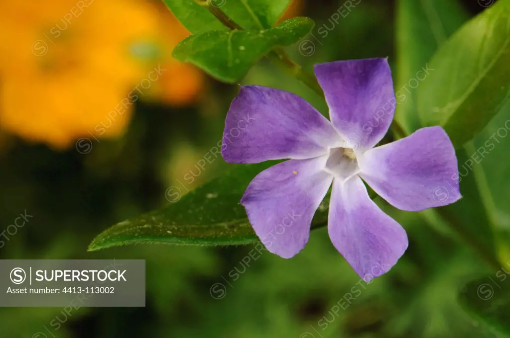 Lesser Periwinkle Flower at spring