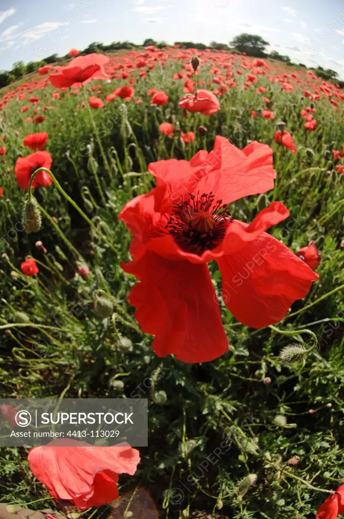 Red Poppy flowers in a field in June Spain