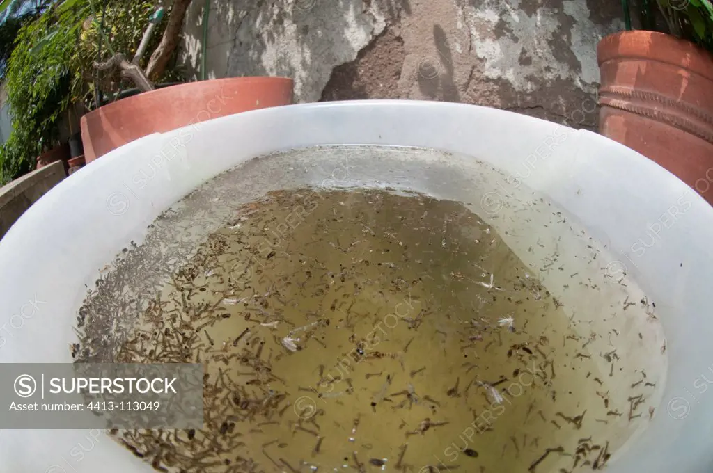 Bucket left in garden and crowded with mosquito larvae