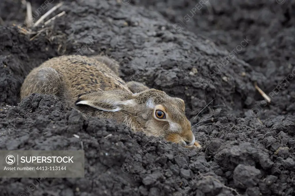 European Hare lying in a groove Germany
