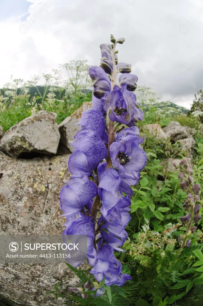 Wild mountain flower Pyrenees of Spain