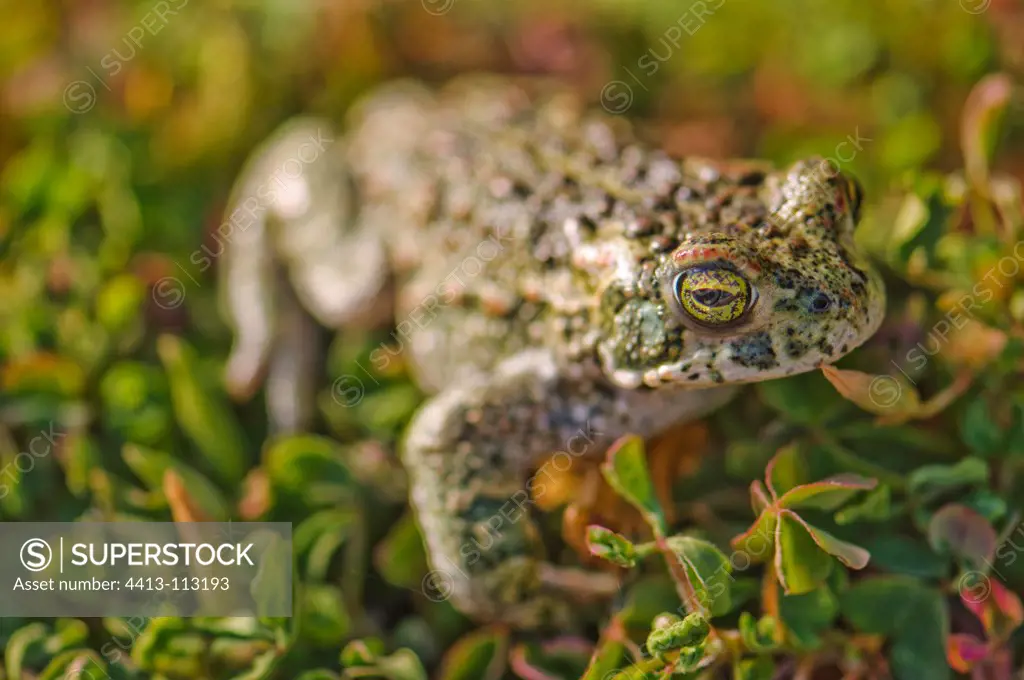 Natterjack toad Spain