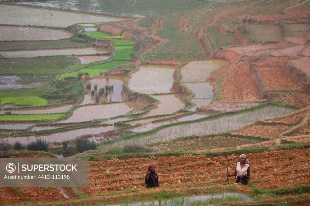 Farmers in the rice terraces in Madagascar