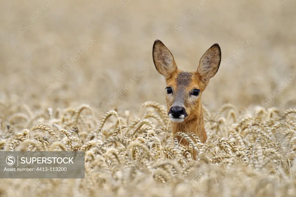Roe deer in a grain field in summer Germany