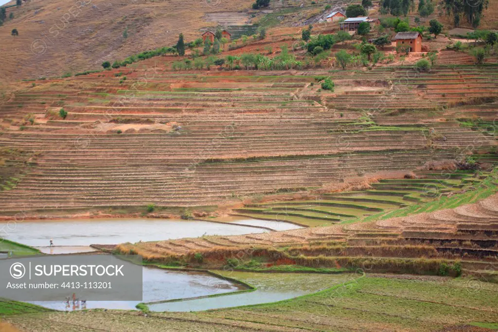 View of rice terraces in Madagascar