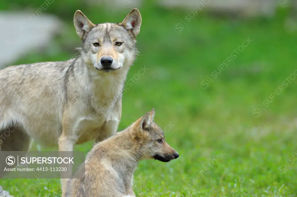 Adult wolf with cub in summer Germany