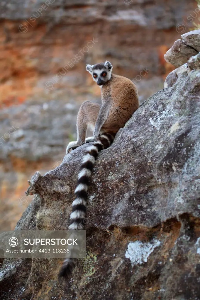 Ring-tailed lemur on the rocks Madagascar