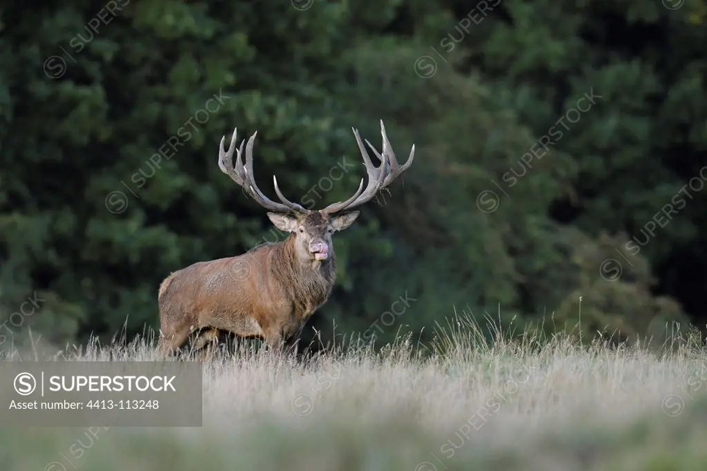 Male red deer in a clearing in autumn Denmark