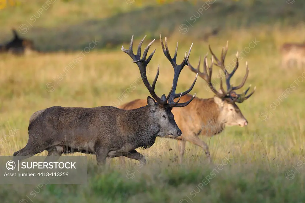 Male red deers in rutting season Denmark