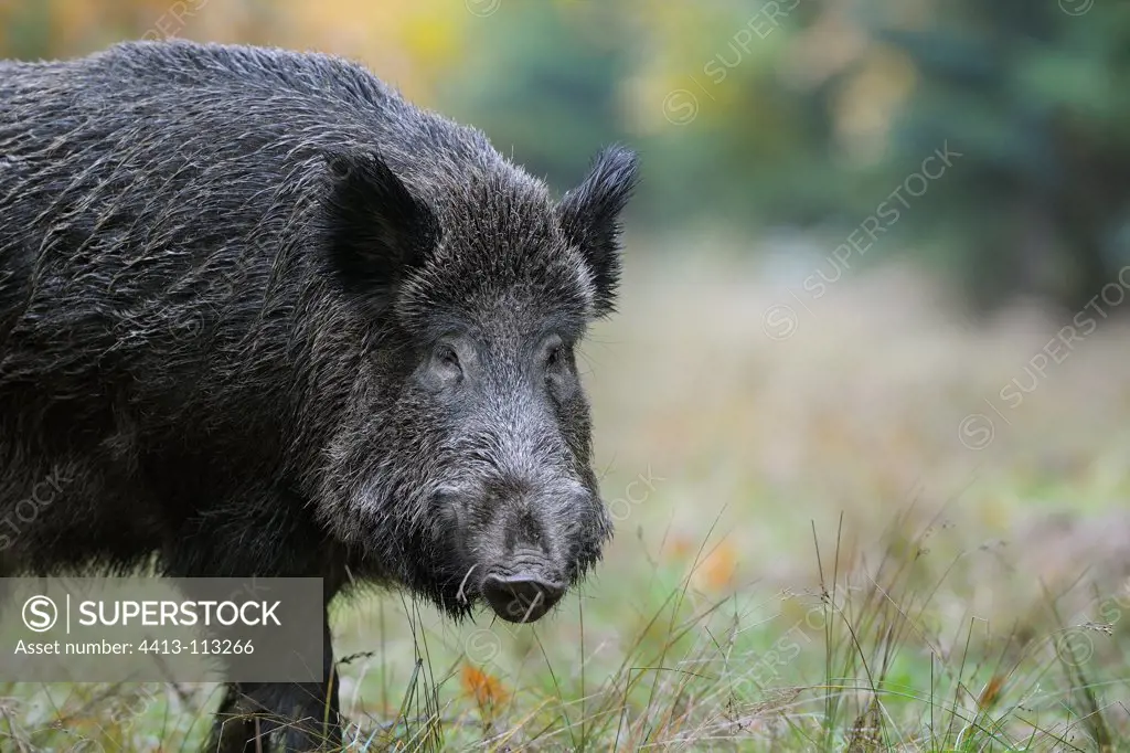 Portrait of Eurasian Wild Boar in a clearing Germany